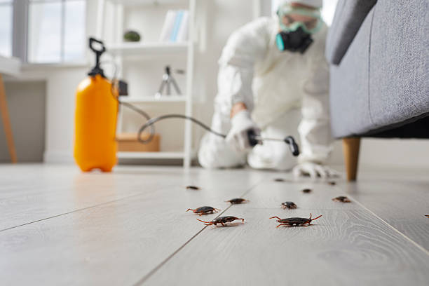 Commercial Kitchen Cockroach Control in New Prague